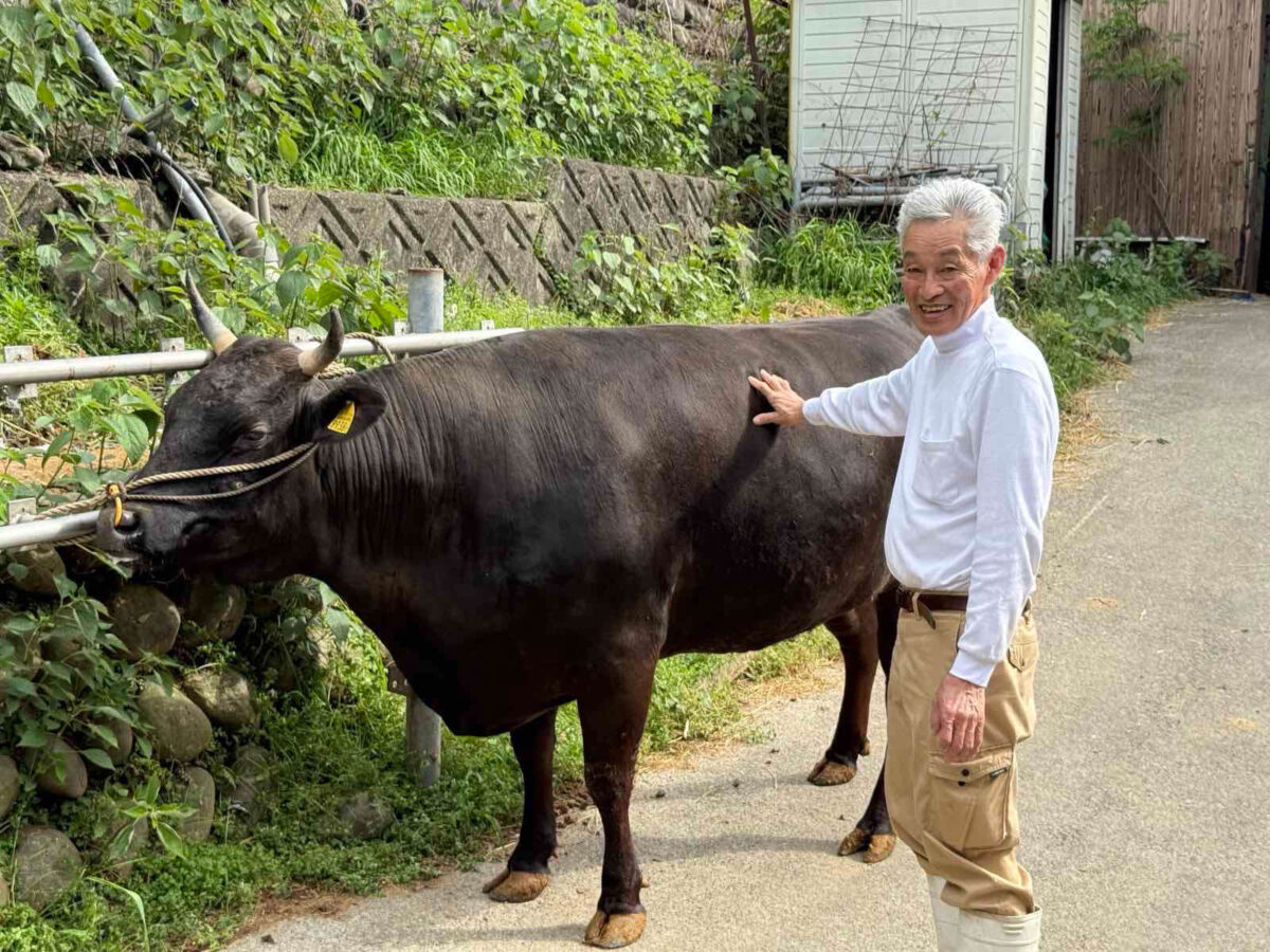 How is the perfect wagyu made? image